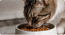 Cat eating from an automatic feeder
