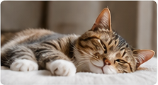 Relaxed cat resting comfortably at home